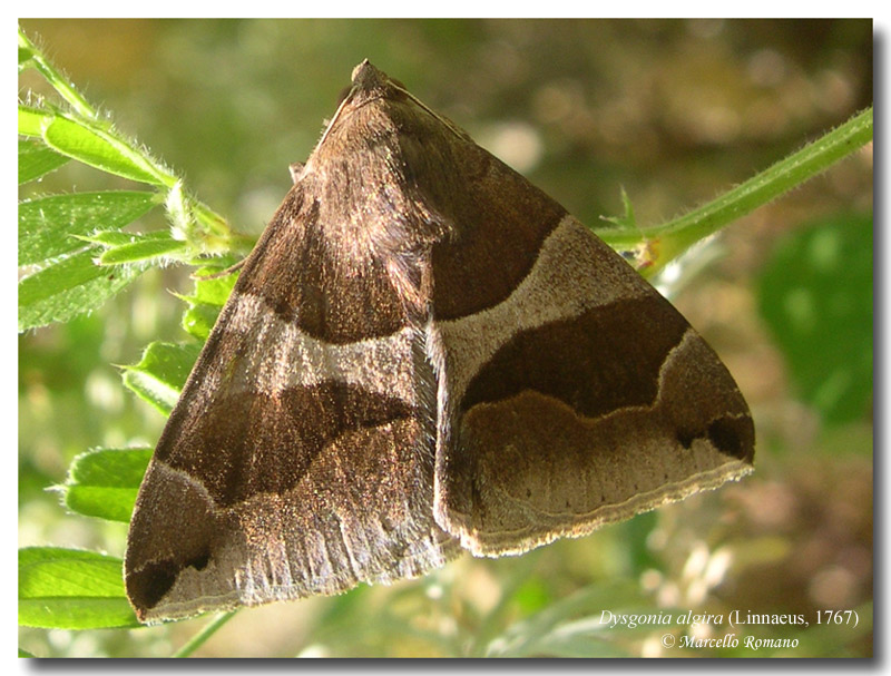 Questo lepidottero cos'': Dysgonia algira